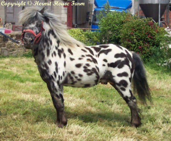 byd back huckleberry